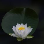 lotus, flower, beautiful flowers-6335296.jpg